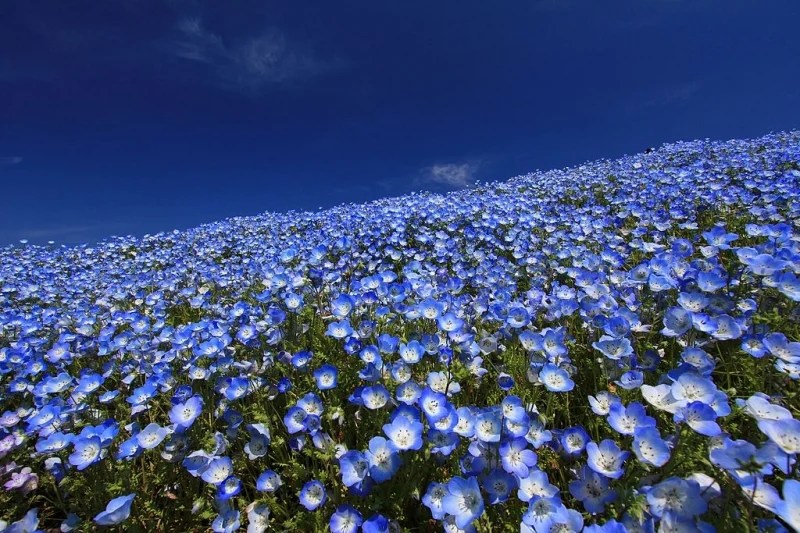 Here’s What the Spring Flowers of Japan Look Like in May 2020