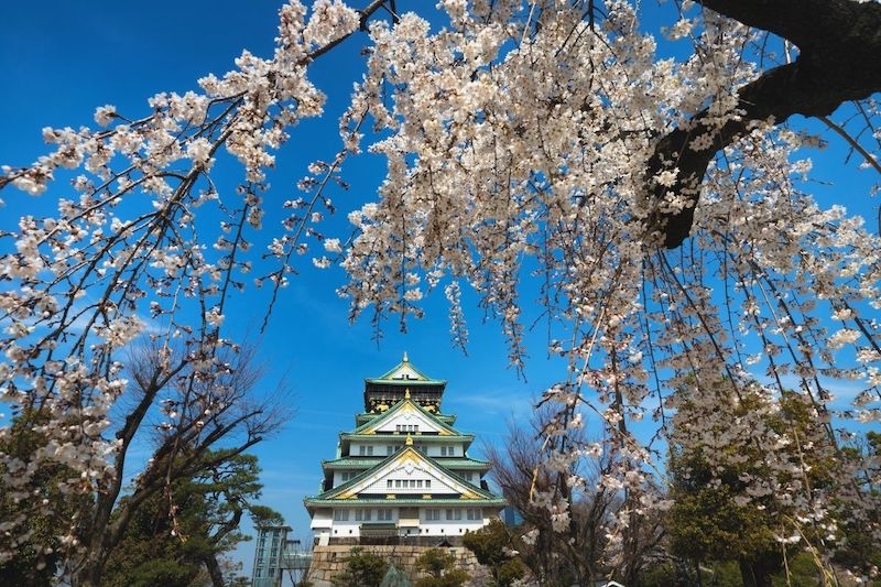 Cherry Blossoms in Japan 2022 When & Where to See Them