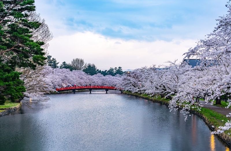 Cherry Blossoms in Japan 2022 When & Where to See Them