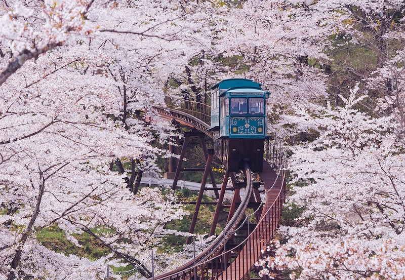 Cherry Blossoms in Japan 2022 When & Where to See Them