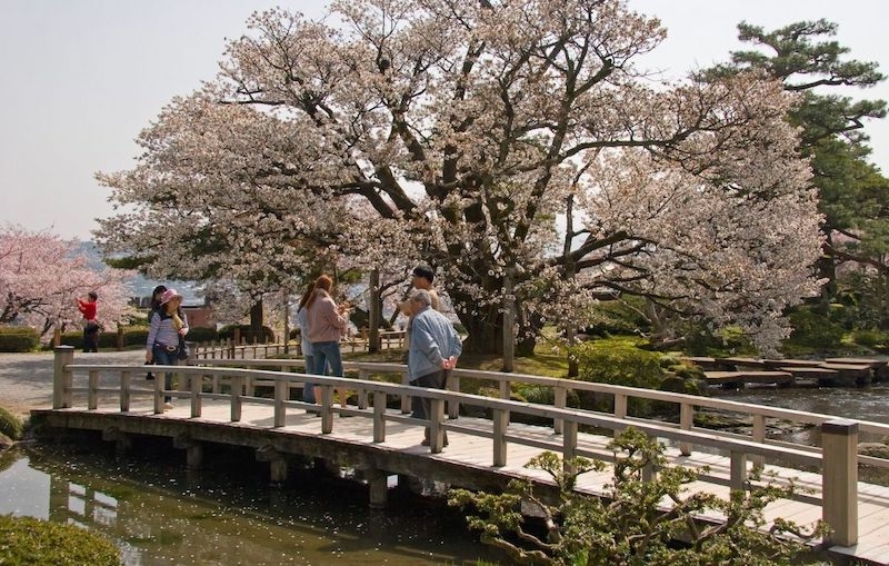 Cherry Blossoms in Japan 2022 When & Where to See Them