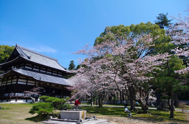 Cherry Blossoms in Japan 2022 When & Where to See Them