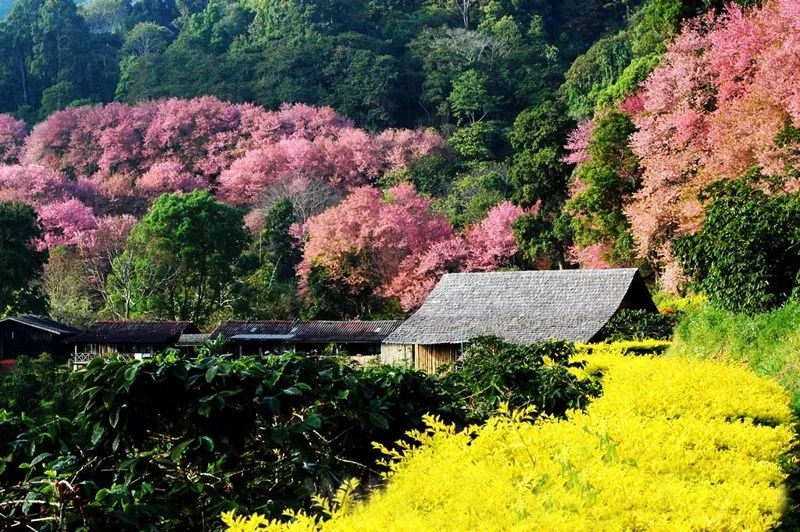 7 Best Cherry Blossom Spots in Thailand That Will Take Your Breath Away
