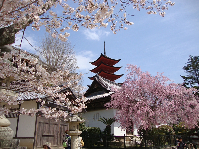 Cherry Blossoms in Japan 2022 When & Where to See Them