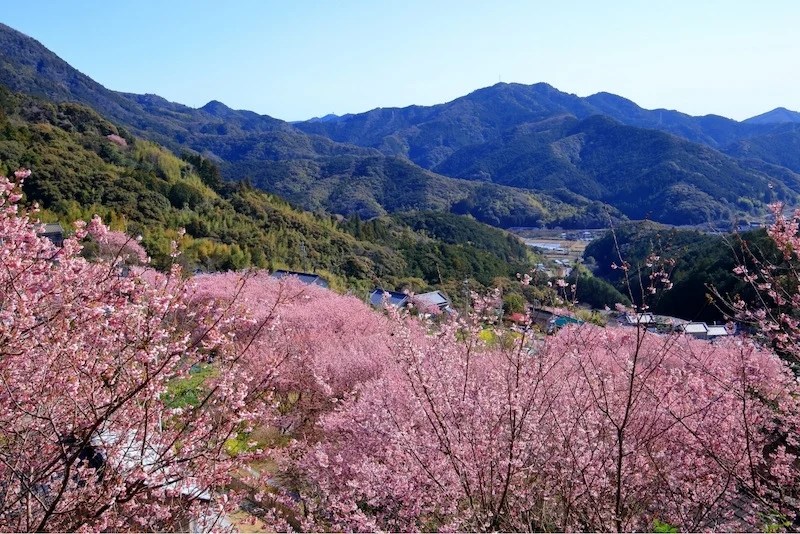 Cherry Blossoms in Japan 2022 When & Where to See Them