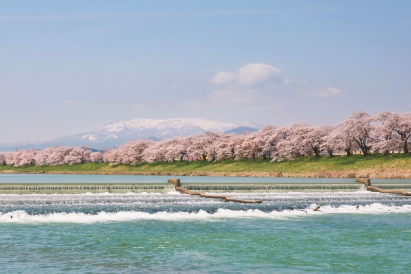 Cherry Blossom Japan 2024 Forecast When & Where to See Sakura