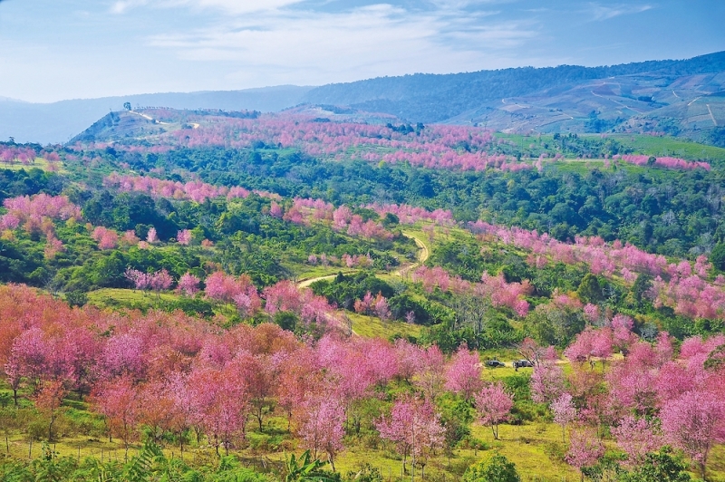 7 Best Cherry Blossom Spots in Thailand That Will Take Your Breath Away