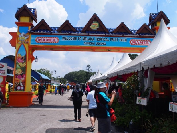 melaka tropical fruit farm
