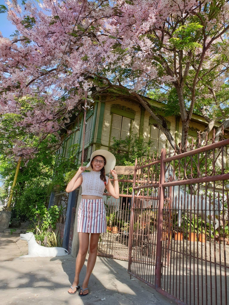 Cherry Blossoms in the Philippines Where to Find Them, and More!