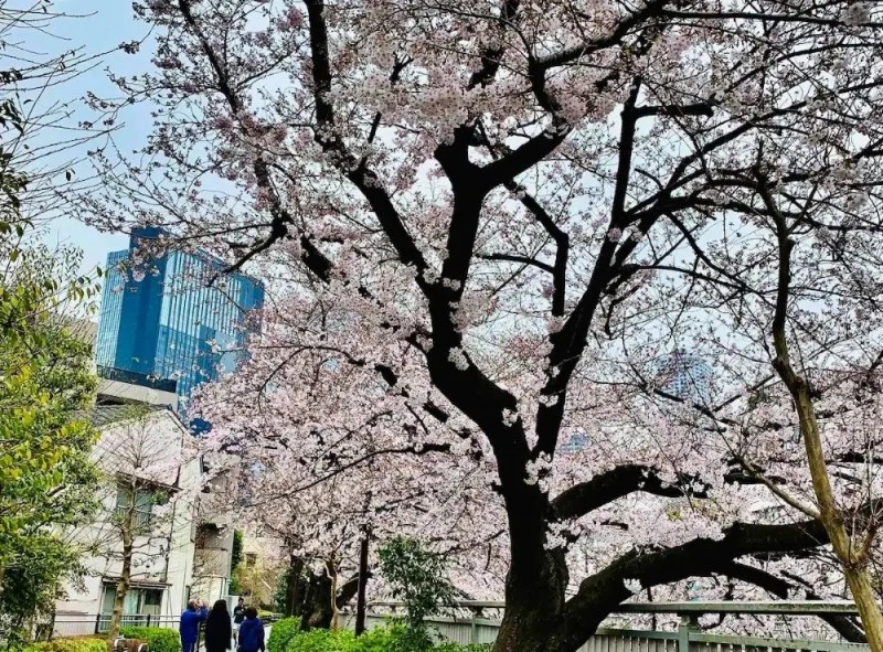 10 Best Airbnb Homes with Cherry Blossom Views