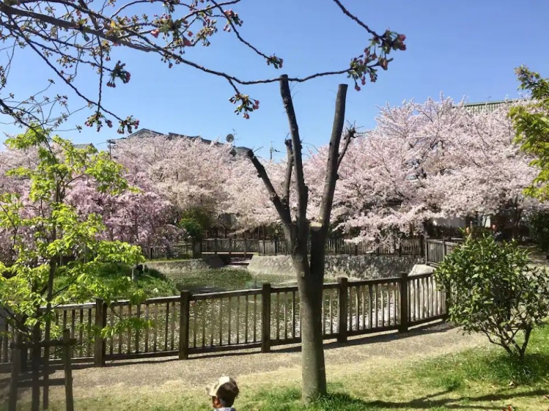 10 Best Airbnb Homes with Cherry Blossom Views