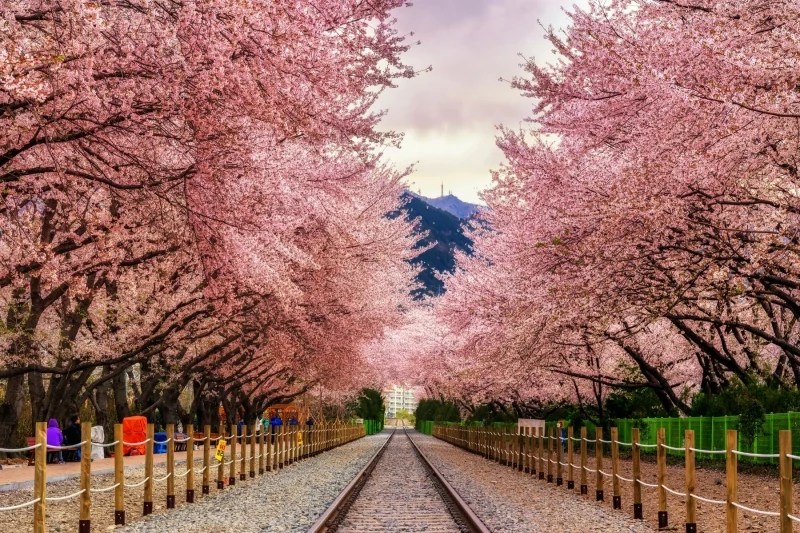 South Korea Cherry Blossom 2023 Forecast When & Where to See