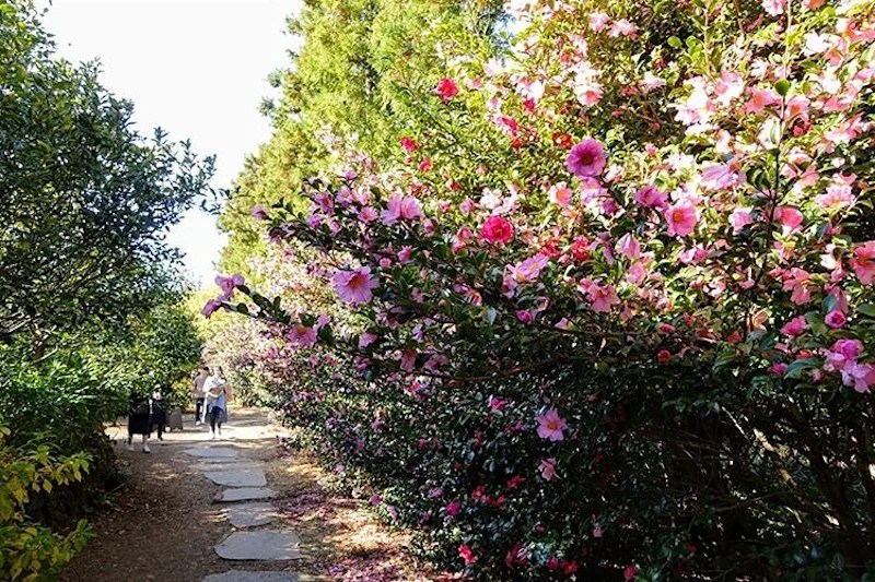 When The Camellia Blooms Ending Green Shrubs For Landscaping zapzee