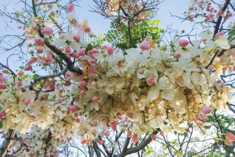 7 Philippine Native Trees You Need On Your Instagram Feed