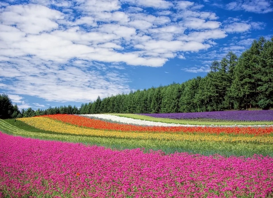 Stunning Flower Blooms & Where to See Them in Asia
