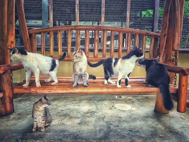 Noah's Ark A Heartwarming Animal Shelter in Johor, Malaysia