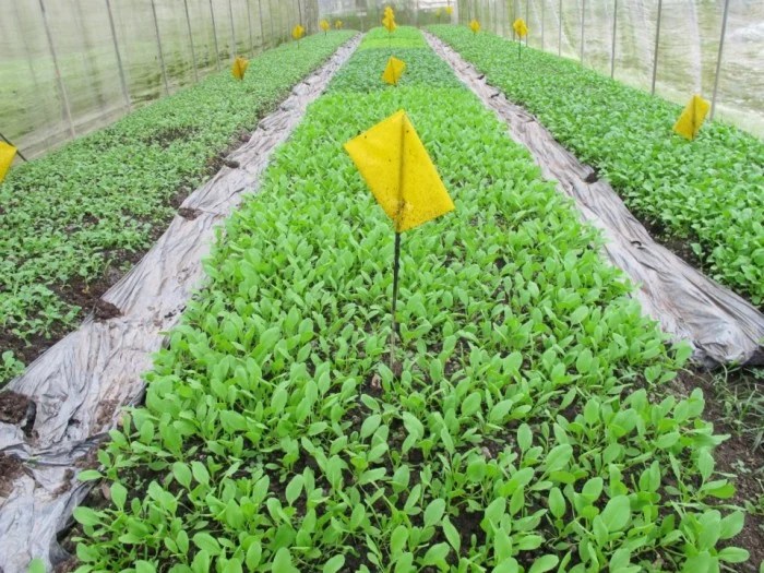 5 Local Farms to Visit in Singapore for a Taste of the Countryside