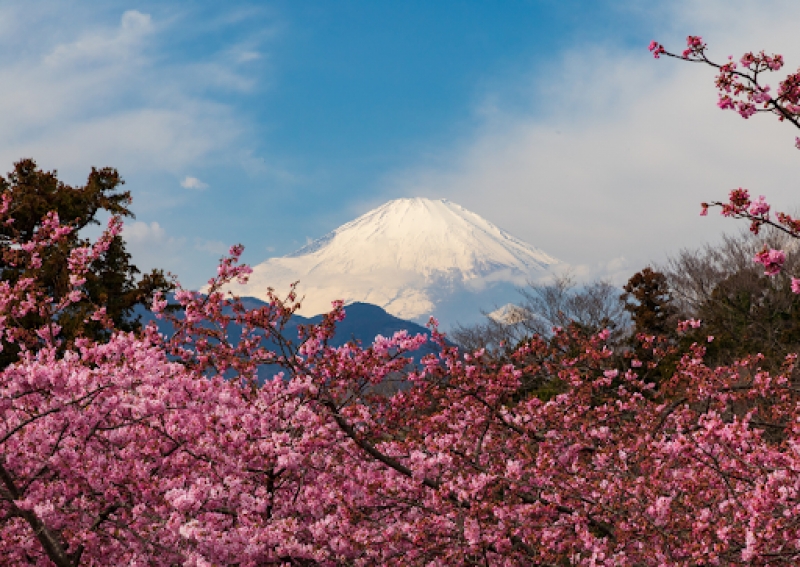 Early Cherry Blossom in Japan Where to See Sakura as Early as February