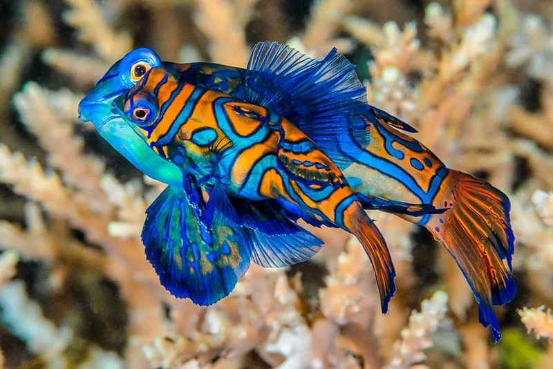 The World’s Most Colourful Animals & Where to Find Them!