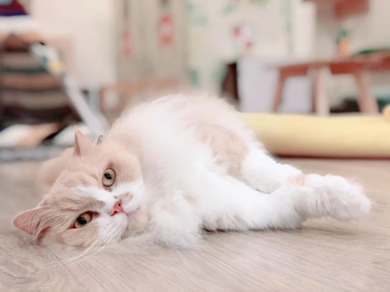 Cat Cafes in Singapore The Ultimate Guide