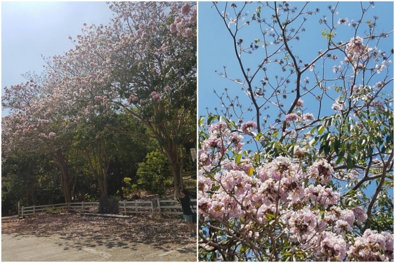 Head to Masungi Georeserve for a Glimpse of Philippine Cherry Blossoms