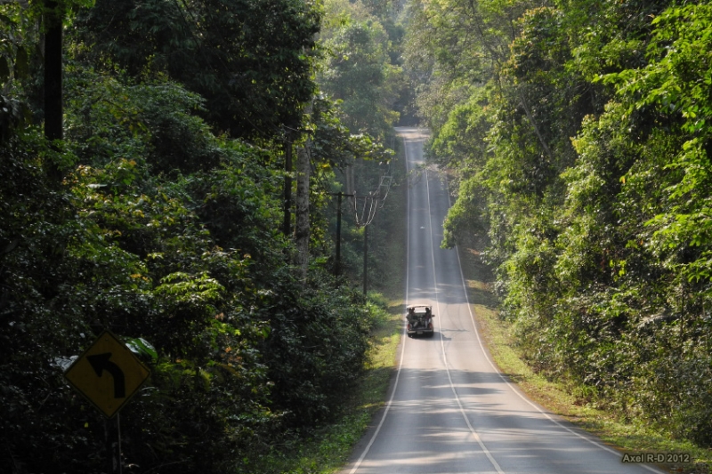Here’s Why Khao Yai National Park is Worth a Visit