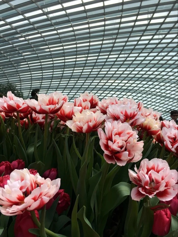 You Must Go(gh) To This Tulip Festival in Singapore, Held in The World