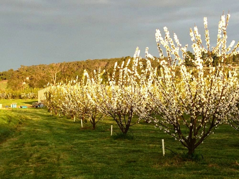 12 Places to See Cherry Blossoms in Australia During Spring