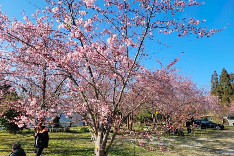 Taiwan Cherry Blossom 2023 Forecast When & Where to See Them
