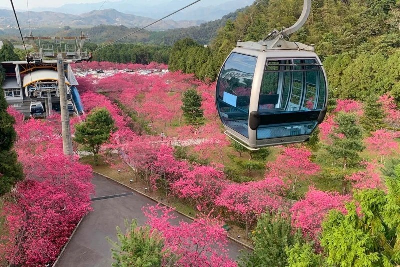 Taiwan Cherry Blossom 2023 Forecast When & Where to See Them