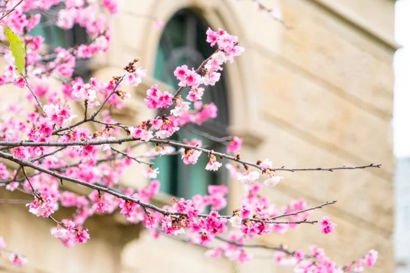 Taiwan Cherry Blossom 2023 Forecast When & Where to See Them