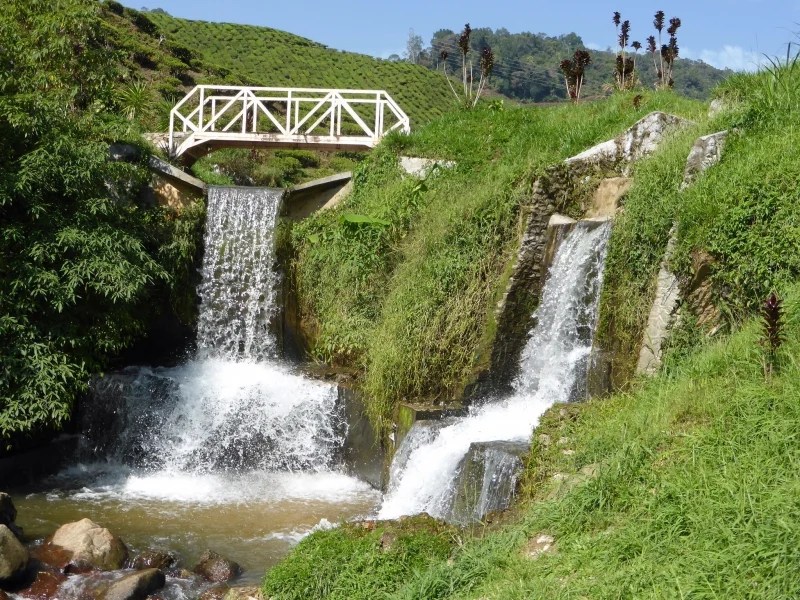 18 Fun Things to Do in Cameron Highlands on Your First Trip