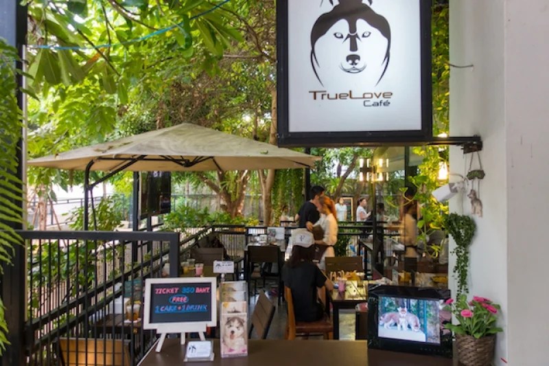 True Love Cafe Neverland Our Lovely Experience & What You Need to Know