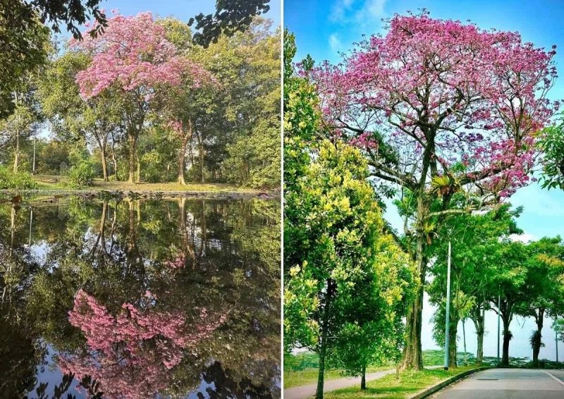 Sakura Season in Singapore Catch The Pink Trumpet Trees in Bloom