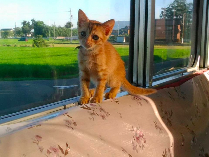 Introducing The World’s First Cat Cafe Train in Japan, Promising A