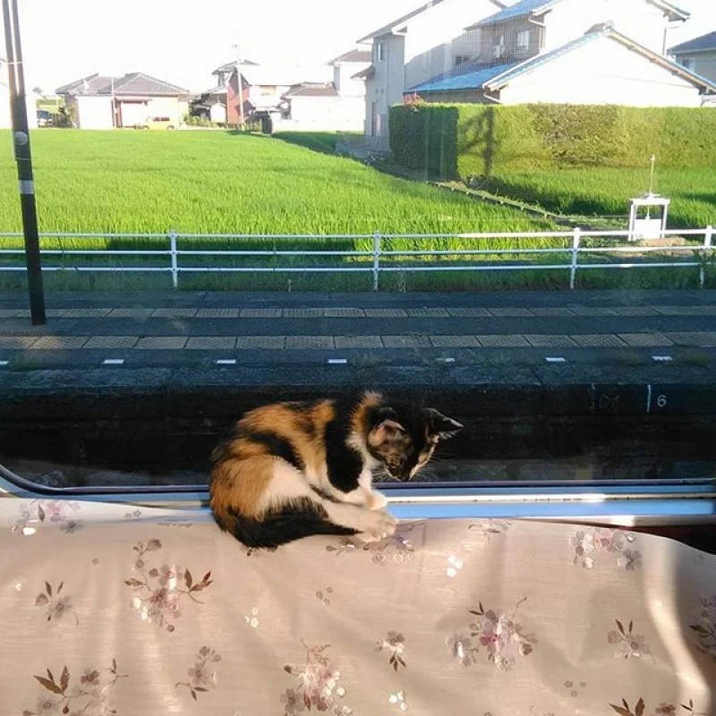 Introducing The World’s First Cat Cafe Train in Japan, Promising A