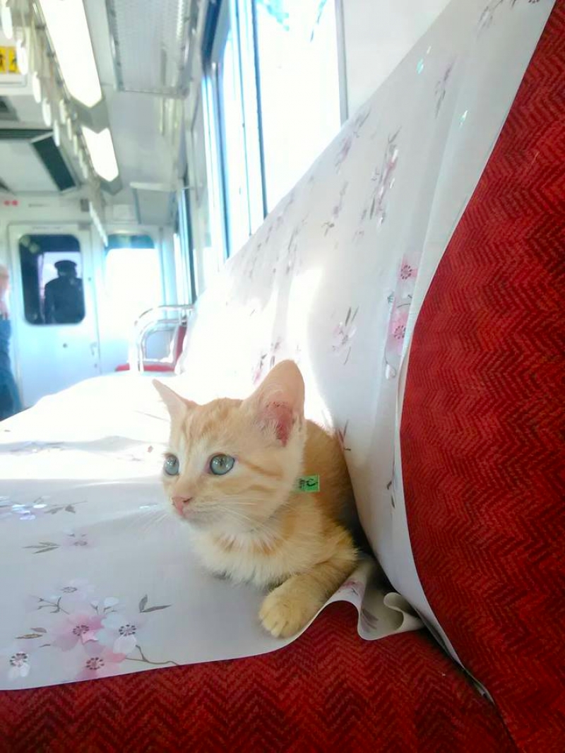 Introducing The World’s First Cat Cafe Train in Japan, Promising A