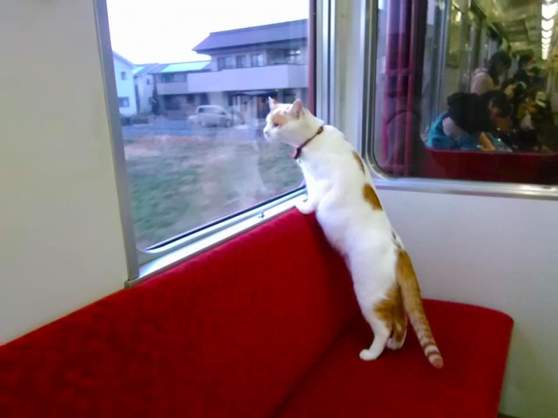 Introducing The World’s First Cat Cafe Train in Japan, Promising A