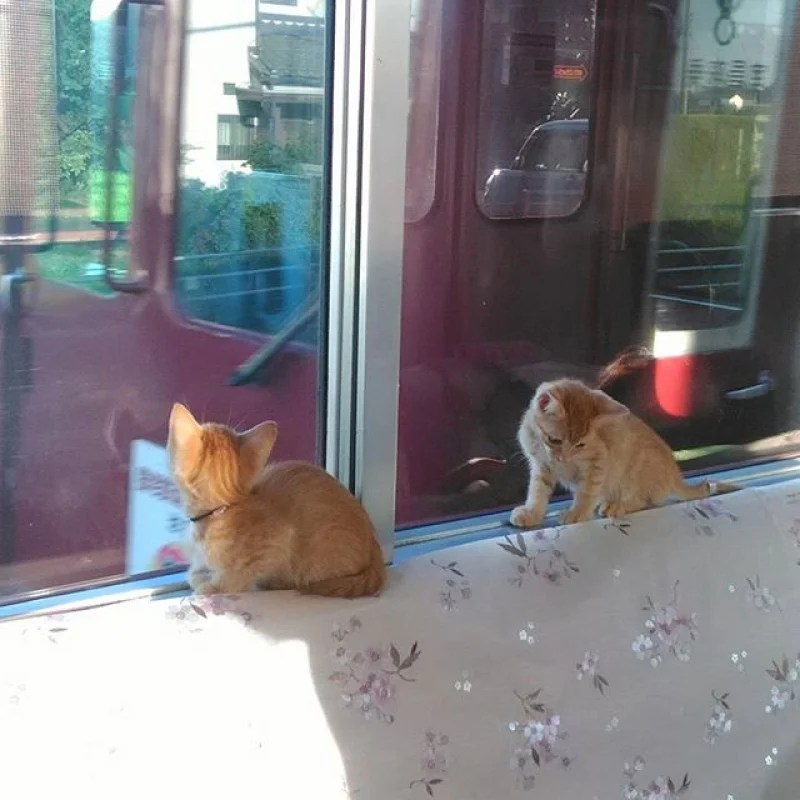 Introducing The World’s First Cat Cafe Train in Japan, Promising A