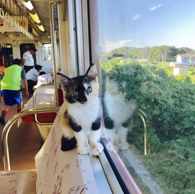 Introducing The World’s First Cat Cafe Train in Japan, Promising A
