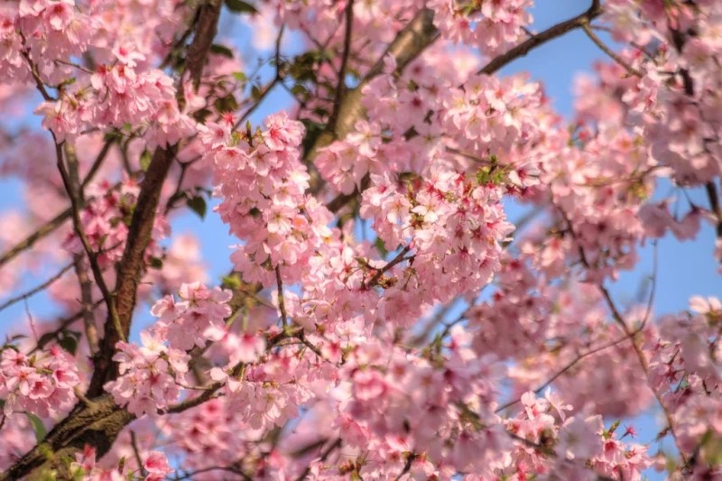 Where to See Cherry Blossoms in Taiwan