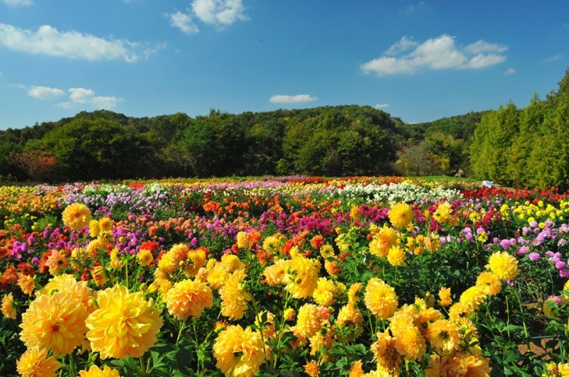 7 Flower Parks in Japan That You Will Fall in Love With