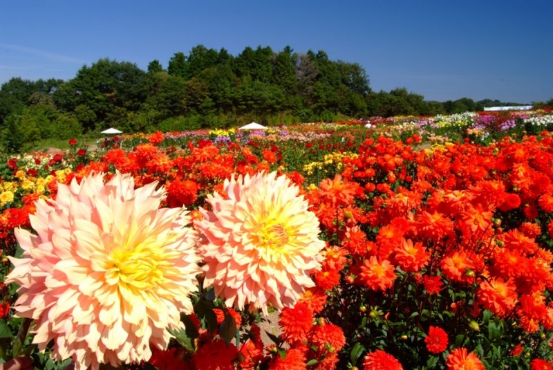 7 Flower Parks in Japan That You Will Fall in Love With