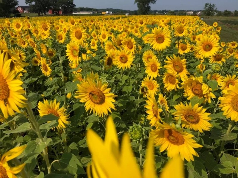 Farmer Opens Sunflower Fields in Wisconsin to Help Beat Pandemic Blues