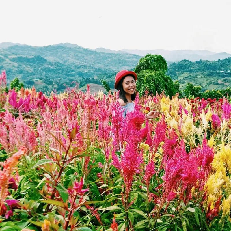 13 Flower Fields in Southeast Asia for That Photoshoot You’ve Always Wanted