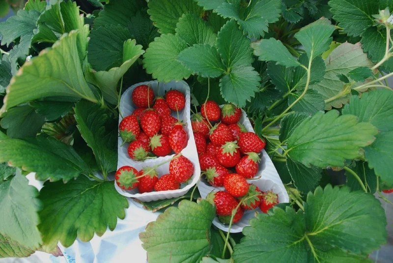 When & Where to Go Fruit Picking in Japan