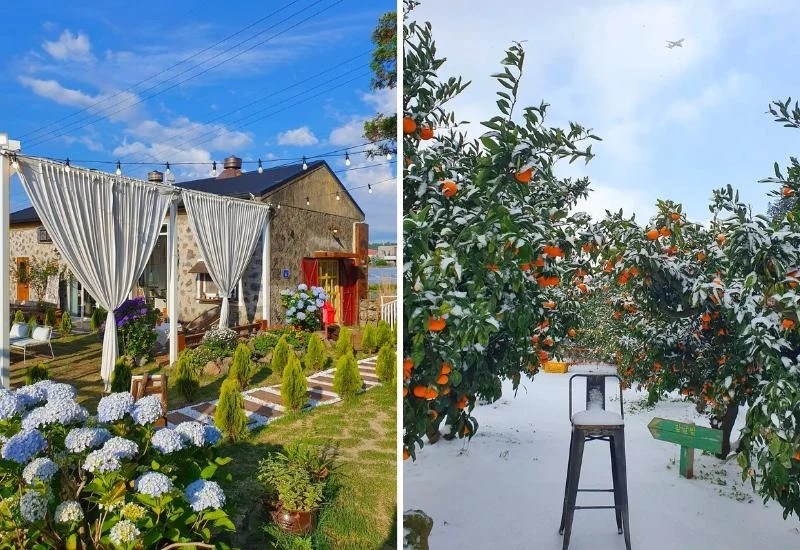 10 Best Cafes in Jeju for Coffee, Brunch, and More