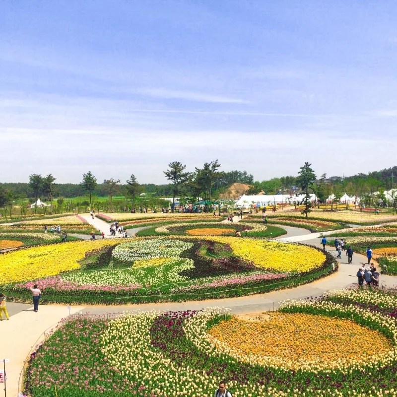 Here’s Why You Need to Experience Korea’s Taean Tulip Festival Next Spring