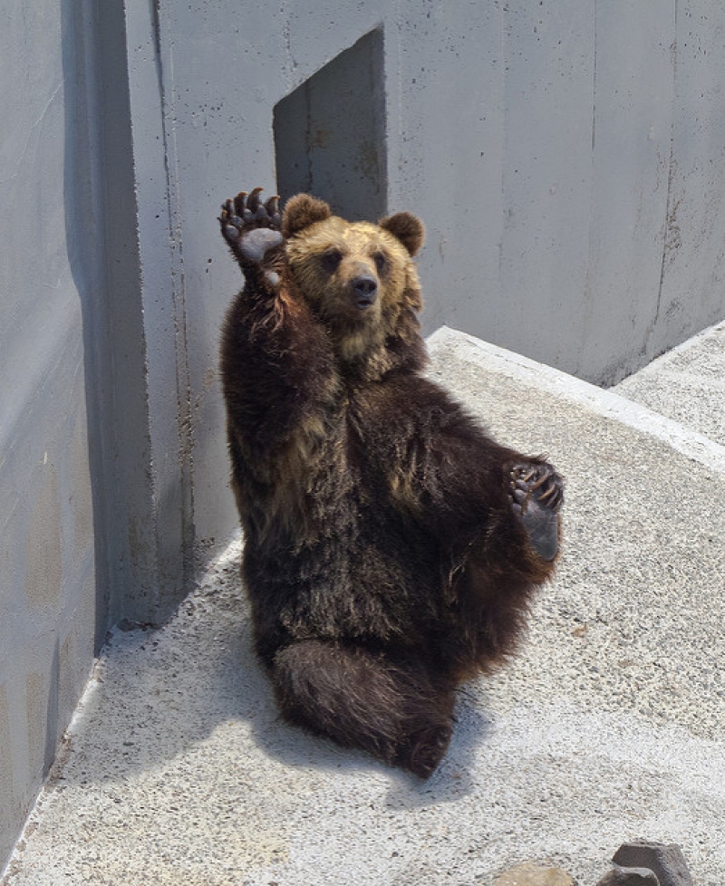 14 Animal Attractions, Parks and Islands to Visit in Japan