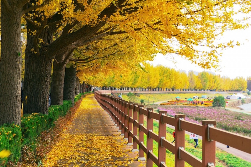 8 Stunning Native Trees in Asia That Will Take Your Breath Away